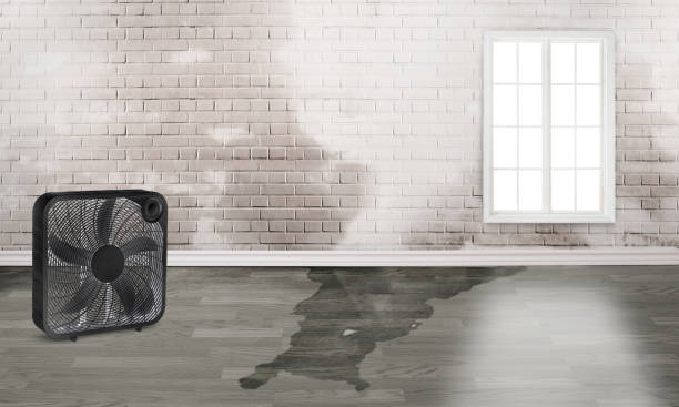 Best Water damage restoration near me  in Tenino, WA