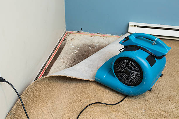 Best Water damage cleanup near me  in Tenino, WA